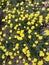 Yarrow blooming yellow flowers. AchilleaÂ tomentosa Aurea Maynard`s Gold.